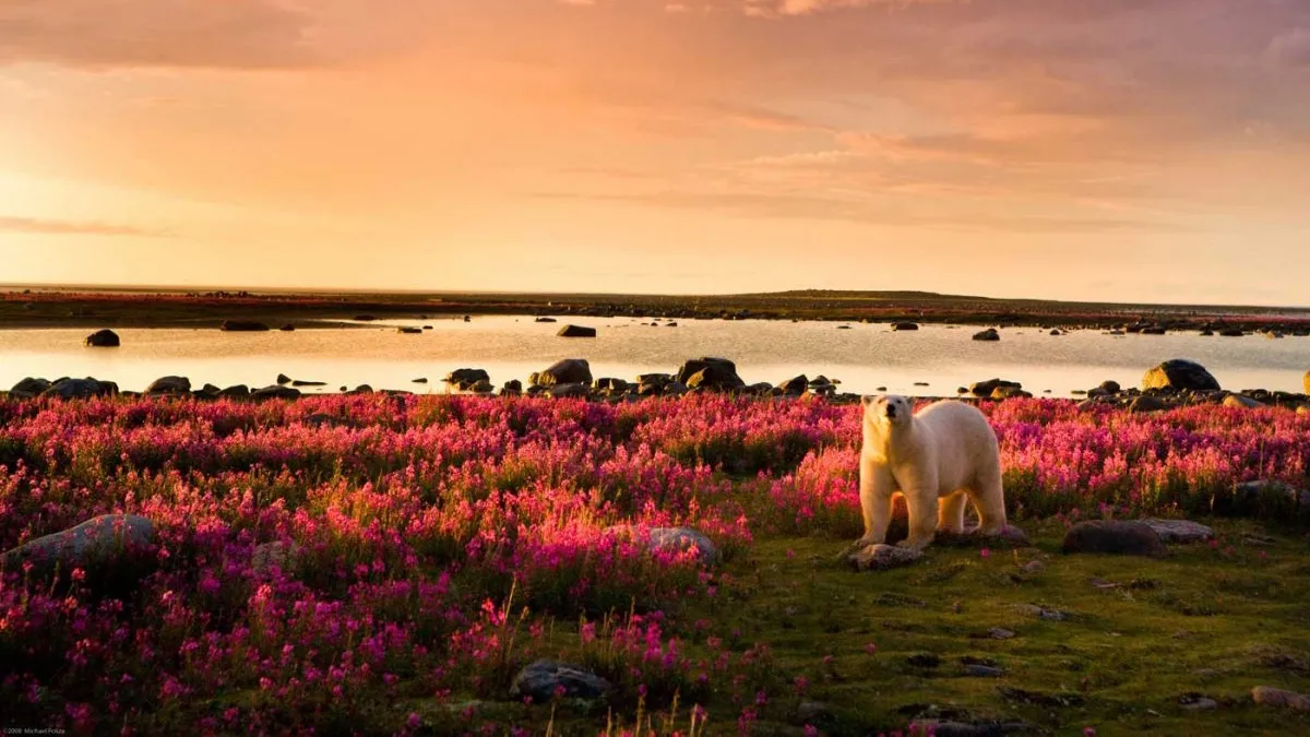 Churchill Wild Luxury Wilderness Lodge of Canada