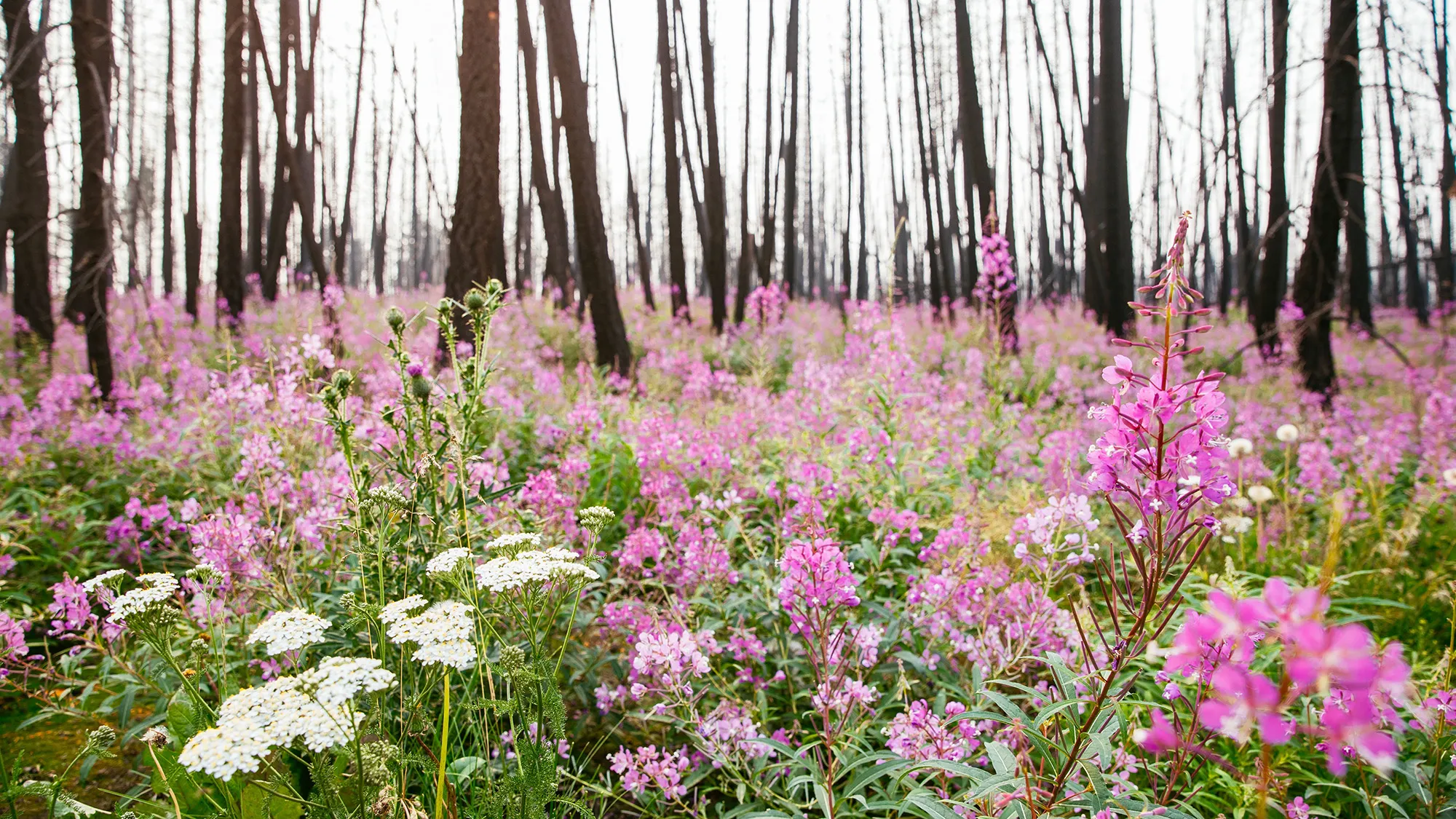 Fireweed in a black enchanted snag forest