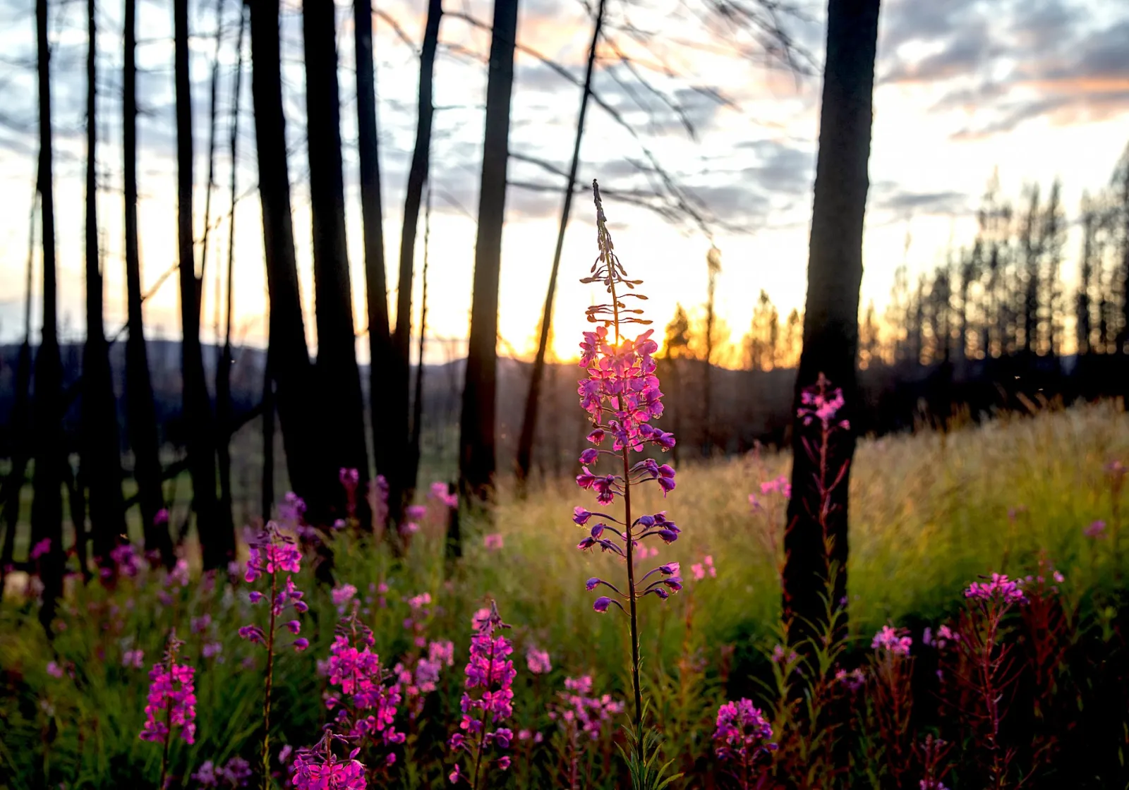 Powerful lessons can be drawn from the wilderness