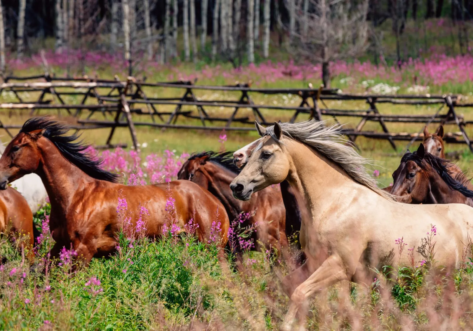 The beautiful horses of Siwash Lake gallop through a field of pink fireweed