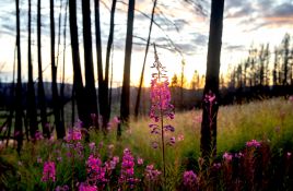 Naturalist Experiences 