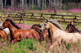 SiwashSynergy & Horses™
