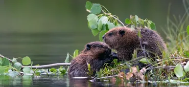 Wildland Ecology Centre