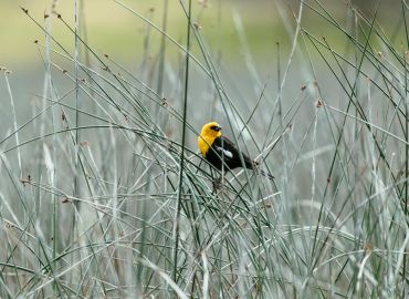 Bird Watching Adventure