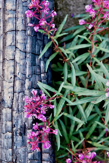 At this Canadian luxury dude ranch and wilderness lodge, experience the stark beauty and wild allure of a post-wildfire eco-system, while learning about resiliency in a regenerating landscape