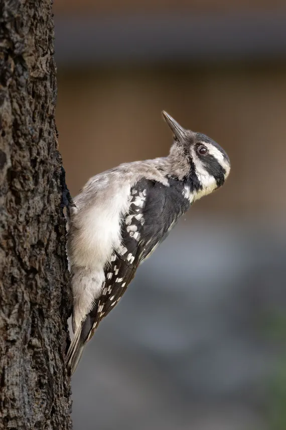 A Hairy Woodpecker on a burnt tree at Siwash Lake