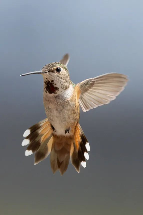 Rufous Hummingbirds visit the Ranch House sundeck at Siwash Lake