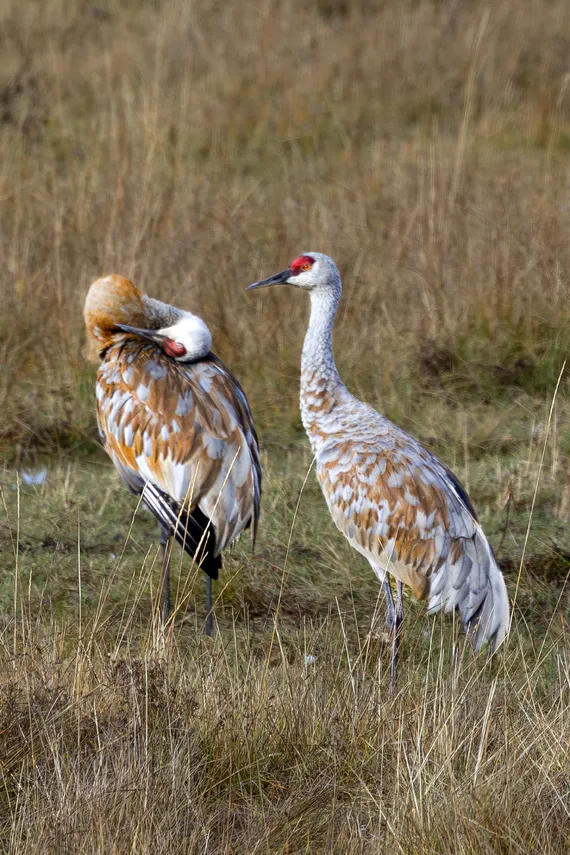 Exotic looking Sandhill Cranes in the ranch meadow at Siwash Lake