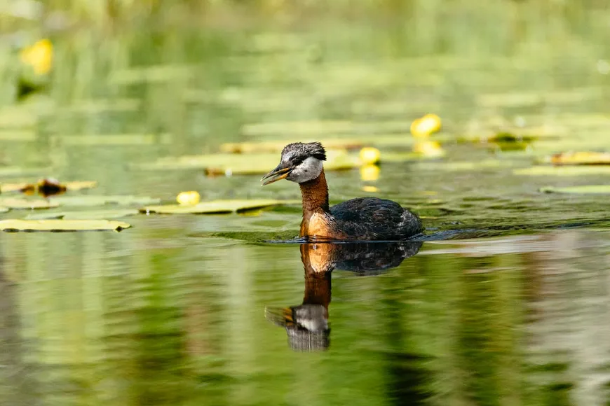 Red Necked Grebe on Siwash Lake