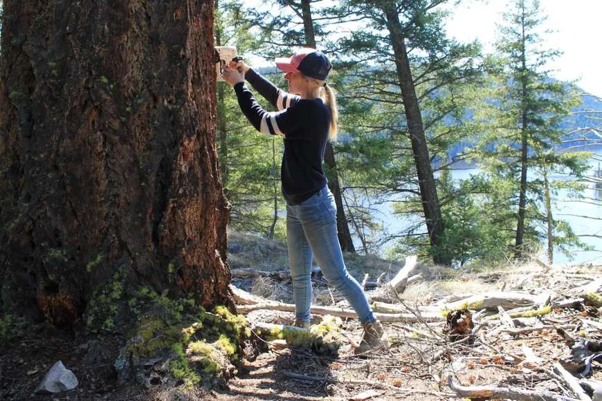 Hanging MCH strips to protect Douglas Fir from beetle infestation after wildfire