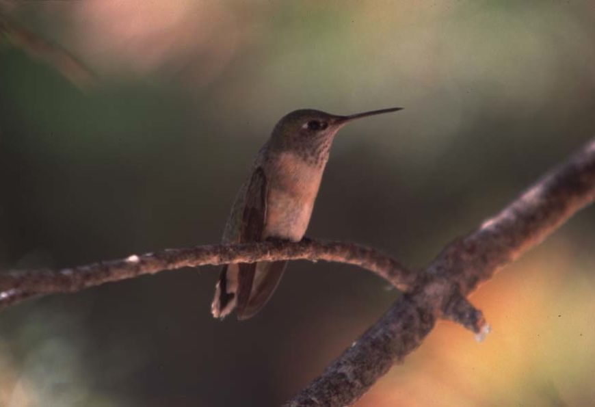 Siwash Lake Ranch - hummingbird